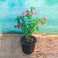 Bougainvillea Pink