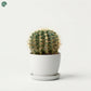 Buy Golden Barrel Cactus Online Dubai UAE 