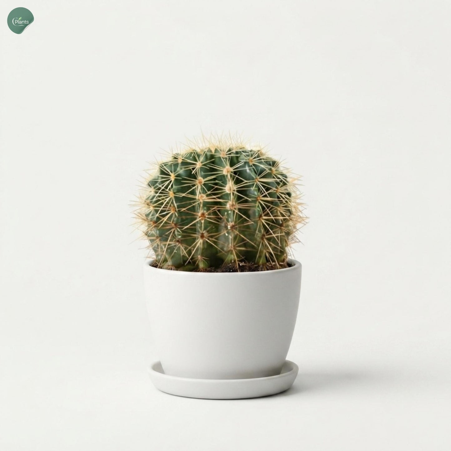 Buy Golden Barrel Cactus Online Dubai UAE 