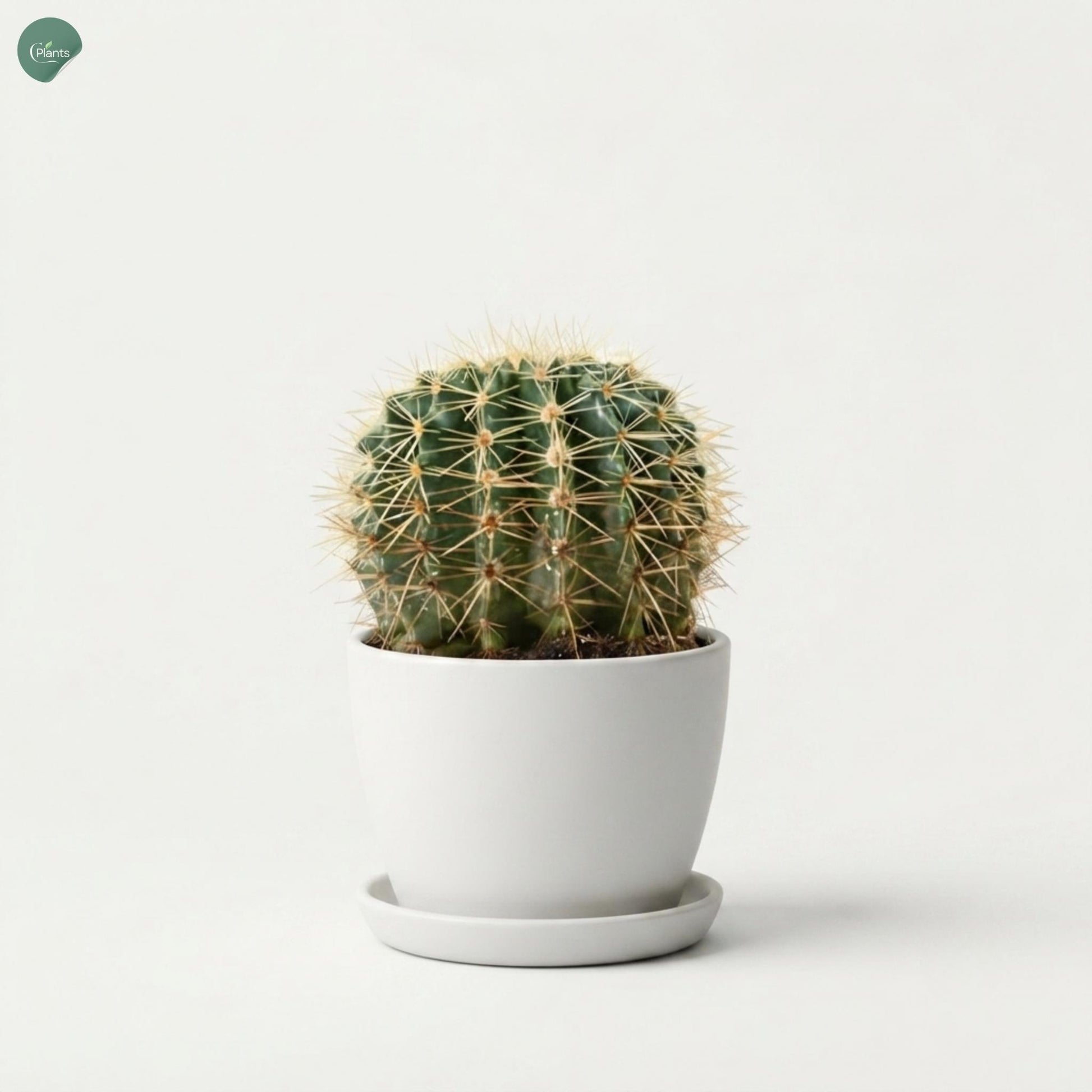 Buy Golden Barrel Cactus Online Dubai UAE 