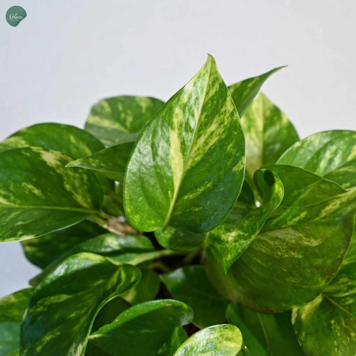 Close-up of Variegated Money Plant leaves with natural variegation