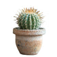 Cacti