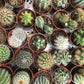Cacti
