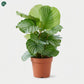Calathea Orbifolia Indoor Plant with large silver-striped leaves 