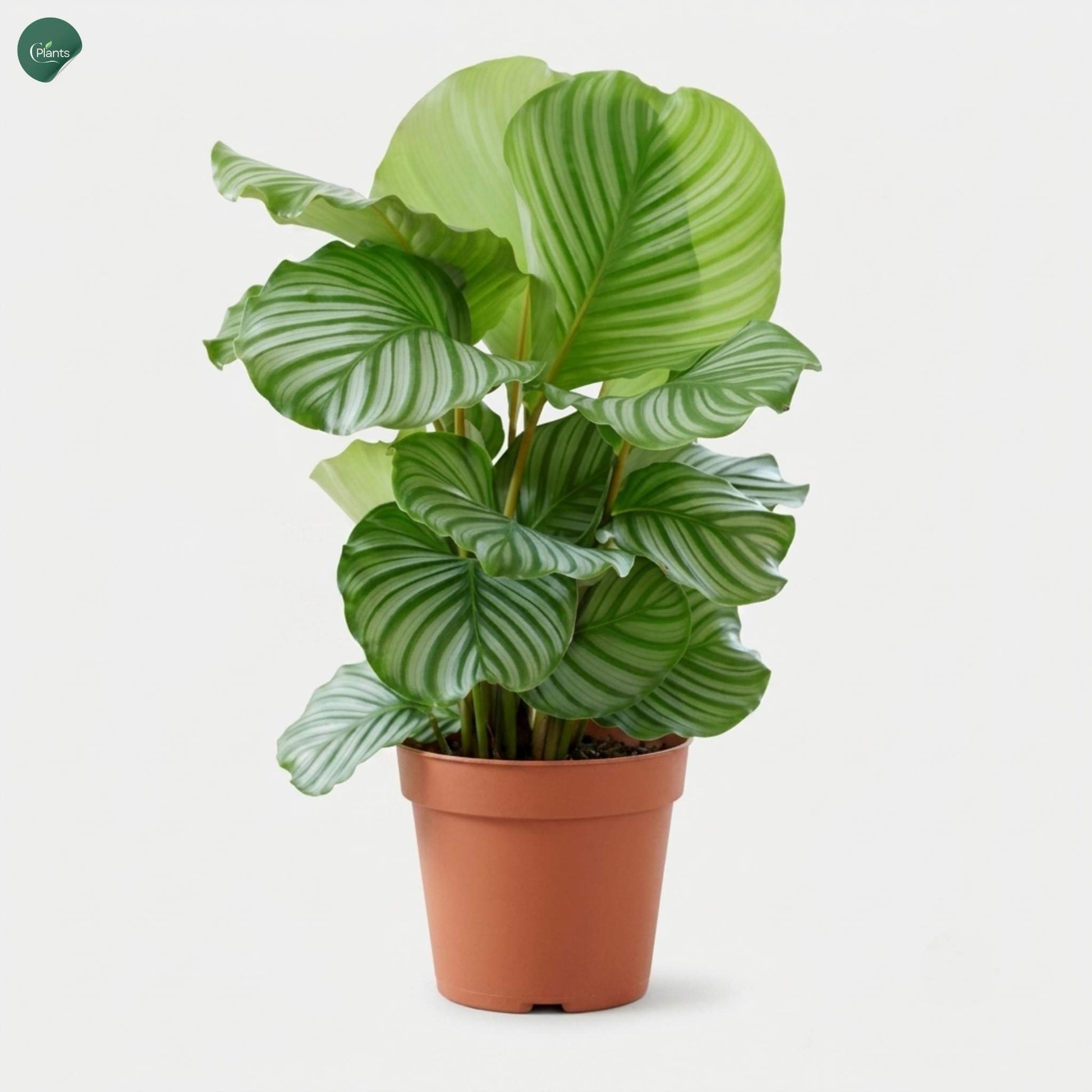 Calathea Orbifolia Indoor Plant with large silver-striped leaves 