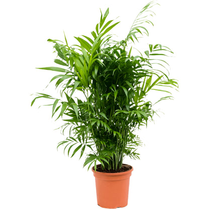 Chamaedorea