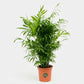 Chamaedorea Palm 40CM Indoor Plant Dubai UAE