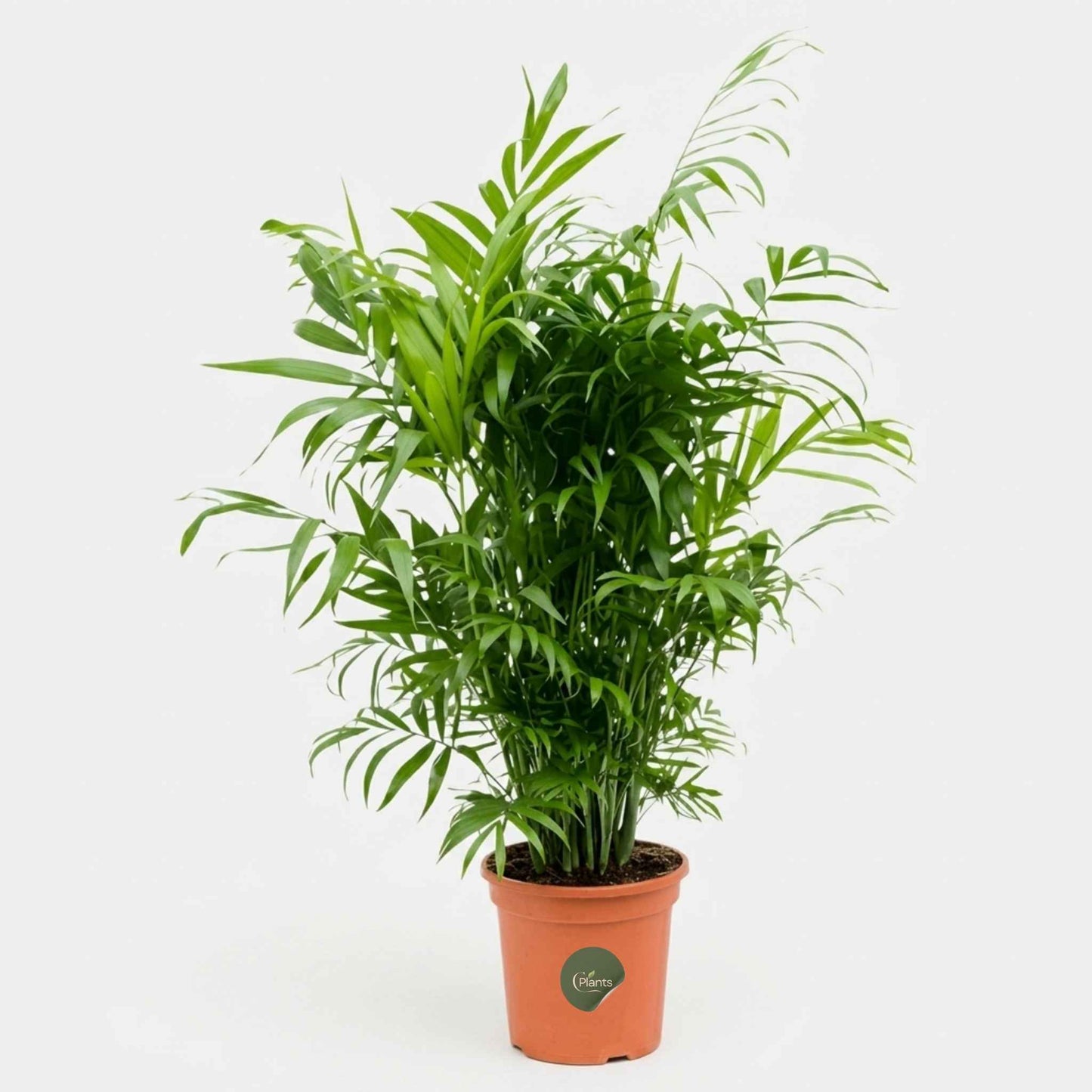 Chamaedorea Palm 40CM Indoor Plant Dubai UAE
