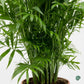Chamaedorea elegans air purifying indoor plant UAE 