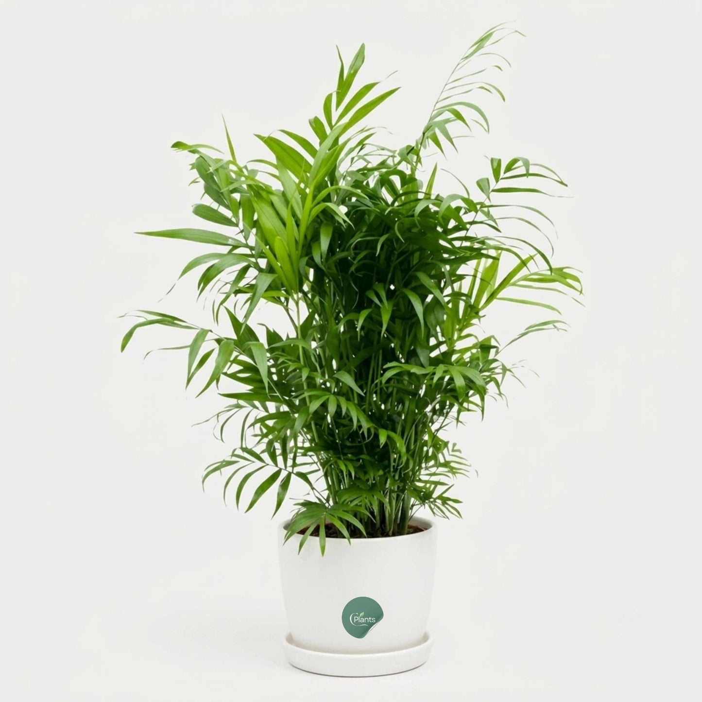 Parlor Palm indoor plant for home décor Dubai 