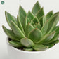Echeveria Miranda indoor plant close-up rosette leaves Dubai 