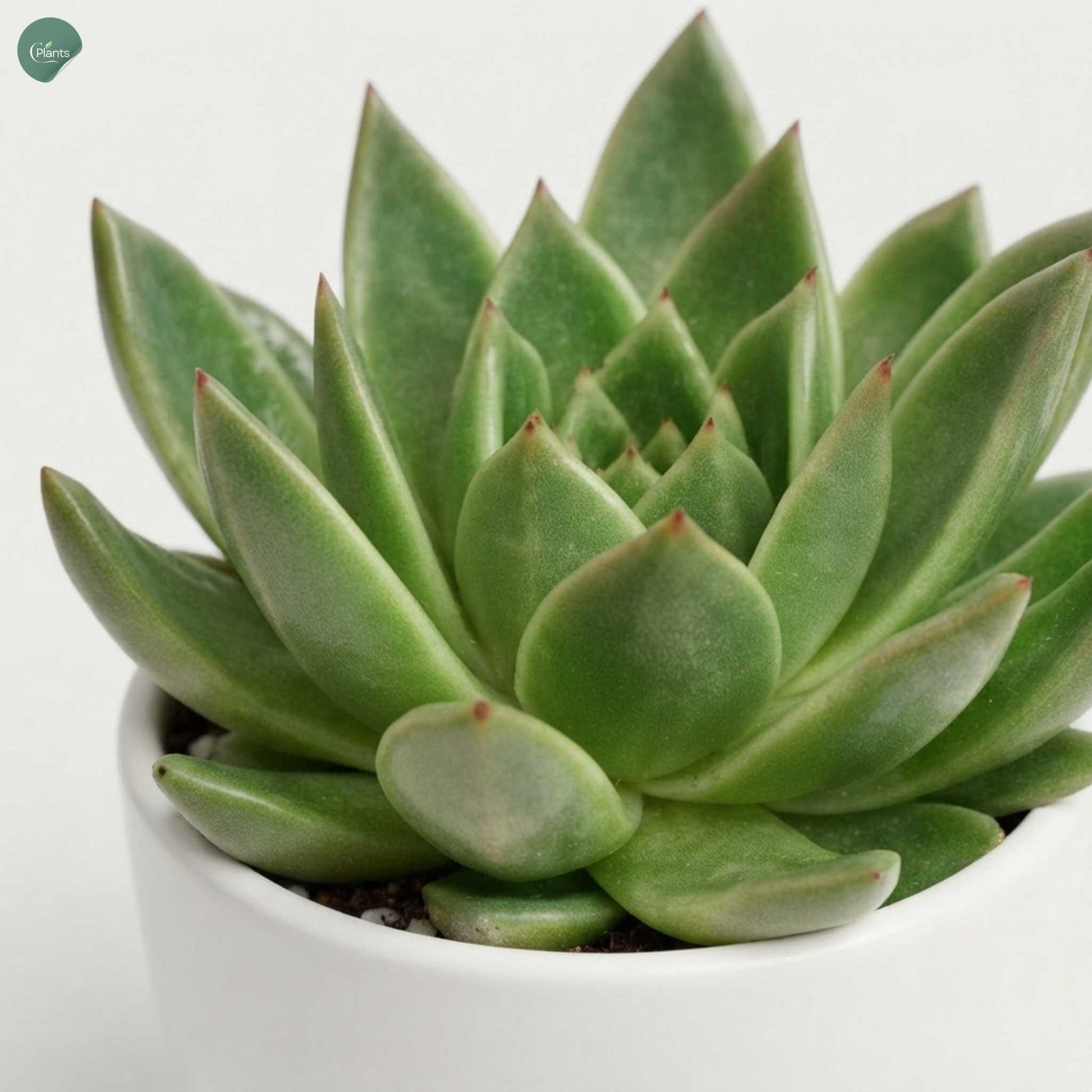 Echeveria Miranda indoor plant close-up rosette leaves Dubai 