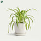 Air-purifying Spider Plant for home interiors 