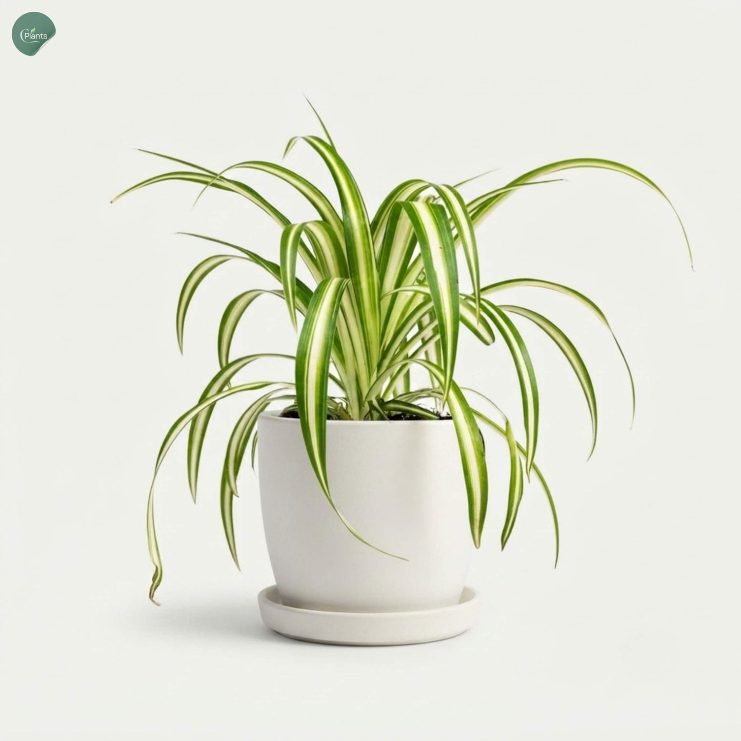Air-purifying Spider Plant for home interiors 