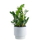 Zz (Zamioculcas zamiifolia)
