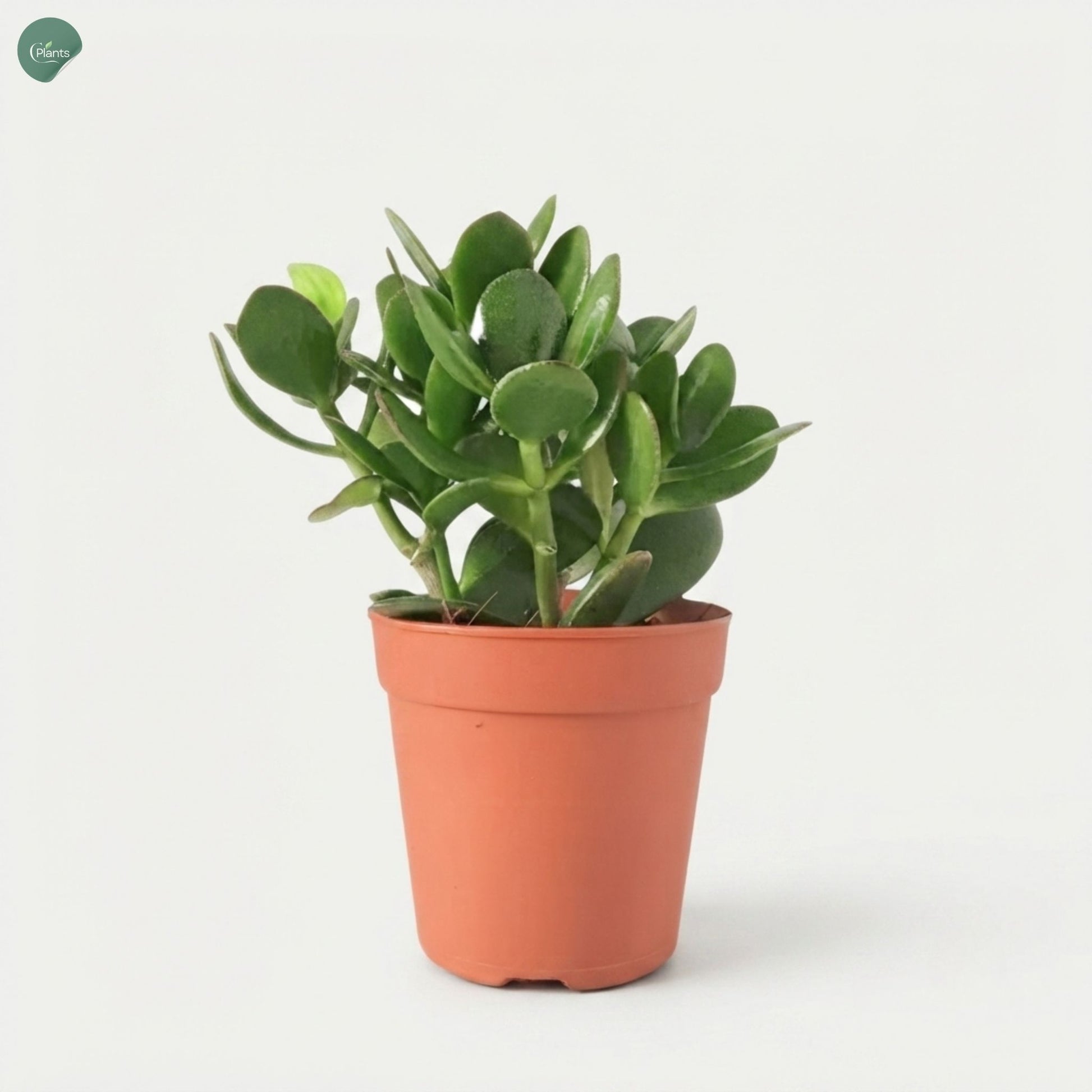Crassula Ovata 10CM Indoor Plant Dubai UAE 