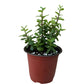 Crassula ovata