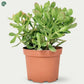 Healthy Crassula Ovata in Nursery Pot UAE 