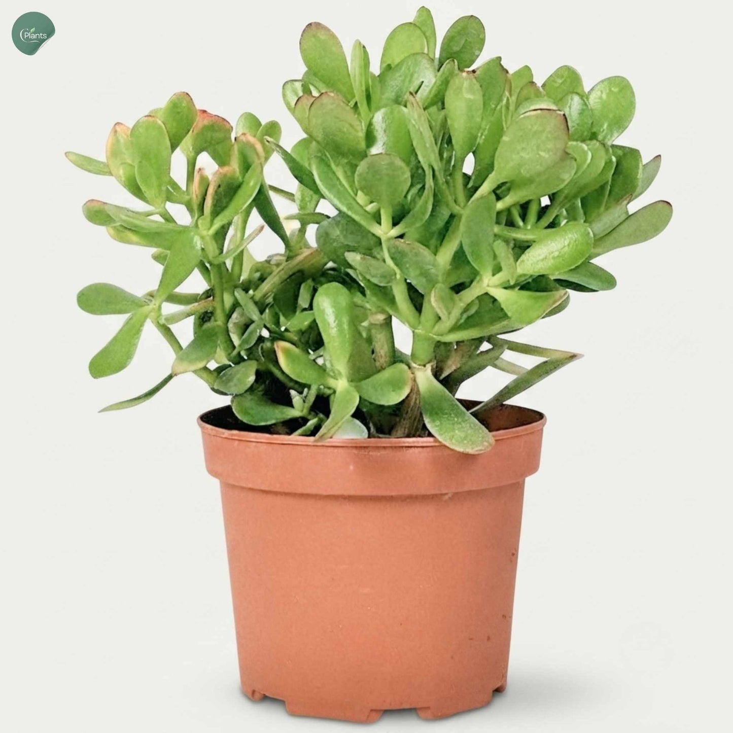 Healthy Crassula Ovata in Nursery Pot UAE 