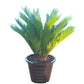 Cycas Revoluta