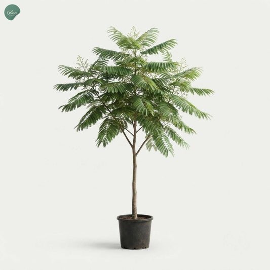 Delonix Regia Flame Tree Poinciana outdoor tree in Dubai UAE
