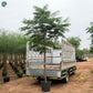 Delonix Regia Flame Tree with spreading canopy for UAE landscaping