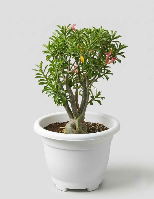 Premium Desert Rose (Adenium obesum) live flowering succulent plant in white nursery pot | CPlants Dubai UAE