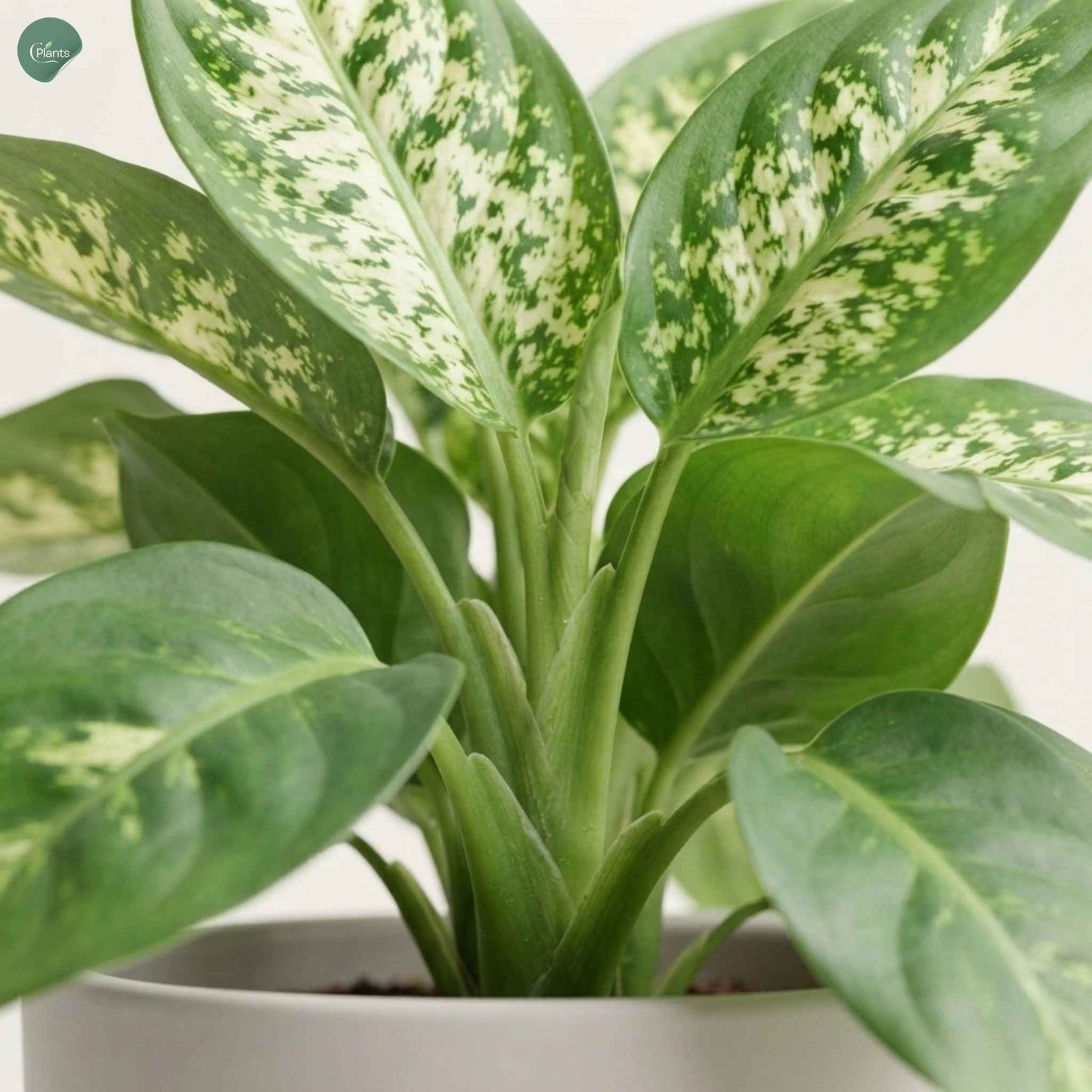 Air-purifying Dieffenbachia Compacta plant 