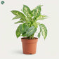 Dieffenbachia Compacta indoor plant Dubai UAE 