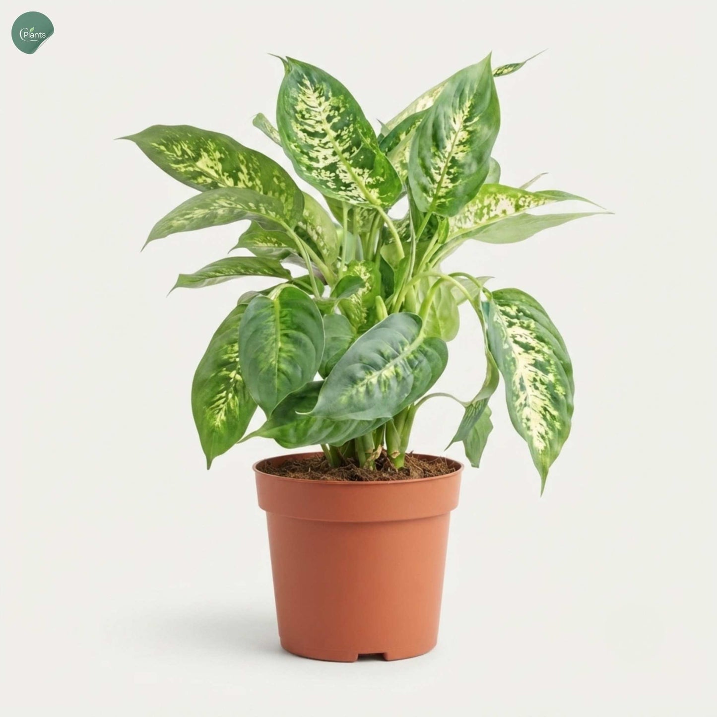 Dieffenbachia Compacta indoor plant Dubai UAE 