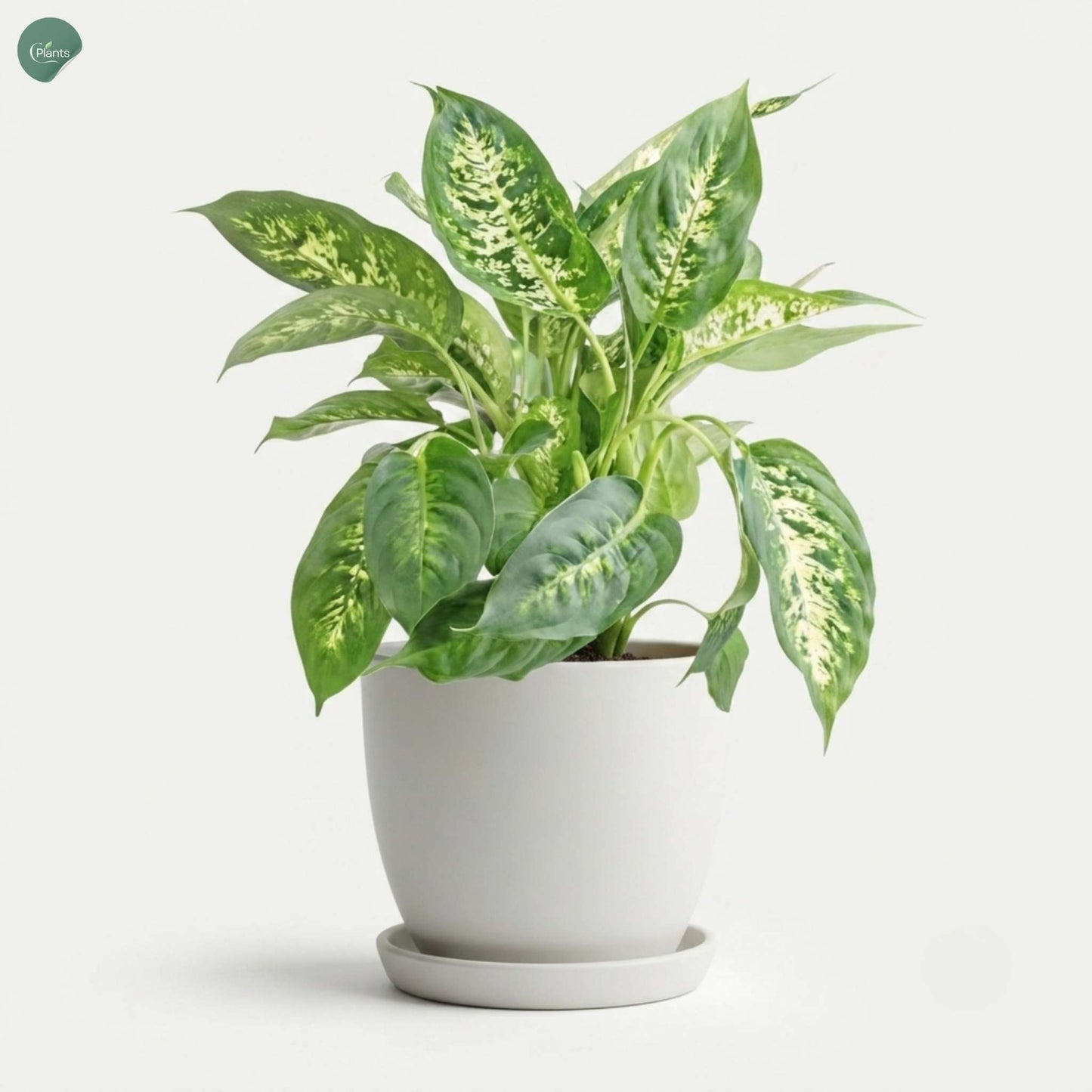 Dieffenbachia Compacta for offices in Dubai 