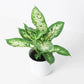 Dieffenbachia