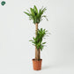 Dracaena Massangeana 3PP Indoor Plant with three stems 