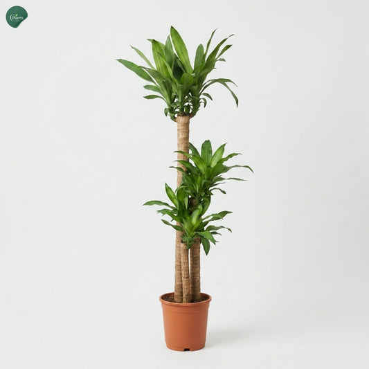 Dracaena Massangeana 3PP Indoor Plant with three stems 