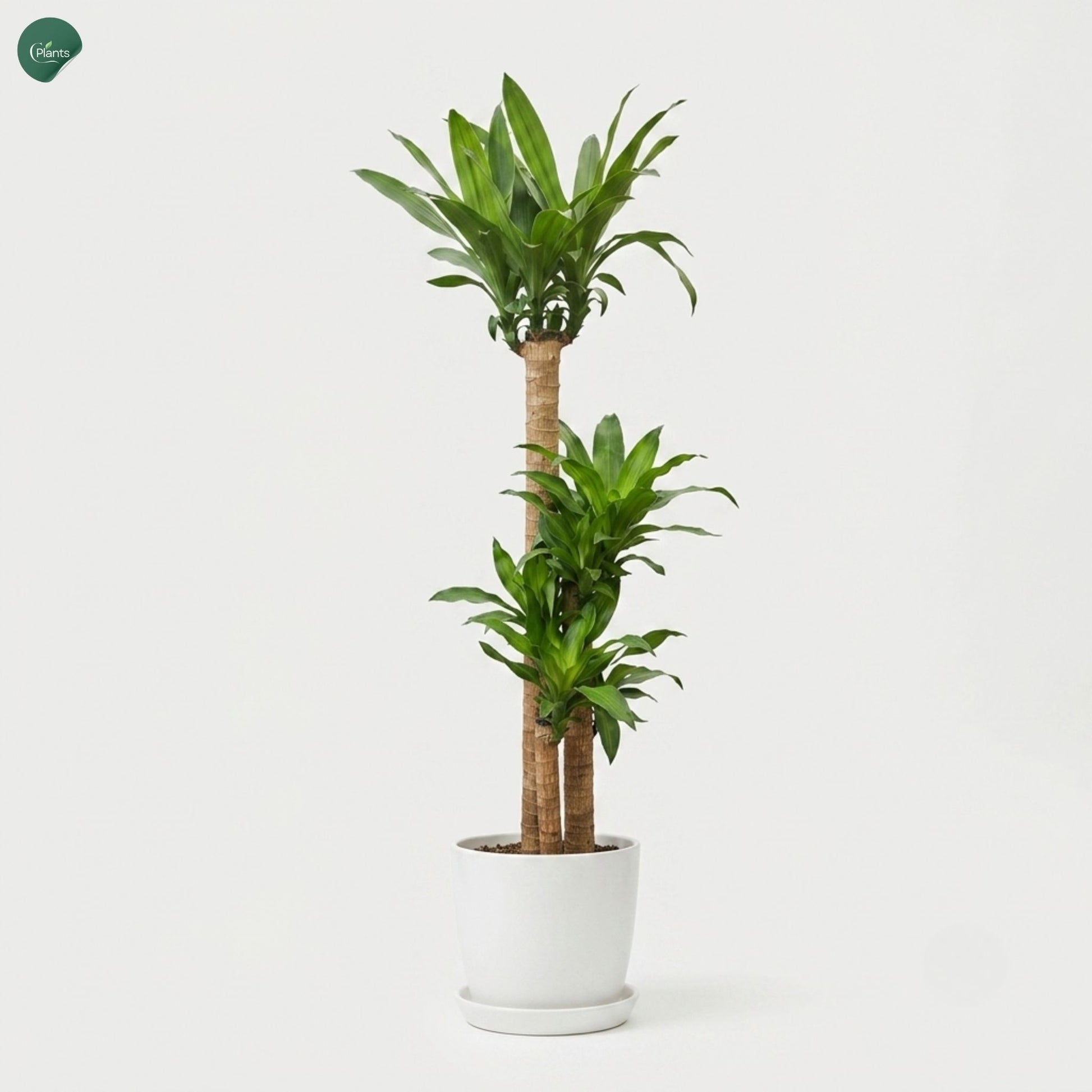 Premium Corn Plant for UAE homes and offices 