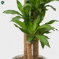 Large Dracaena Massangeana office plant UAE 