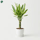 Dracaena Golden Coast air purifying plant for home 