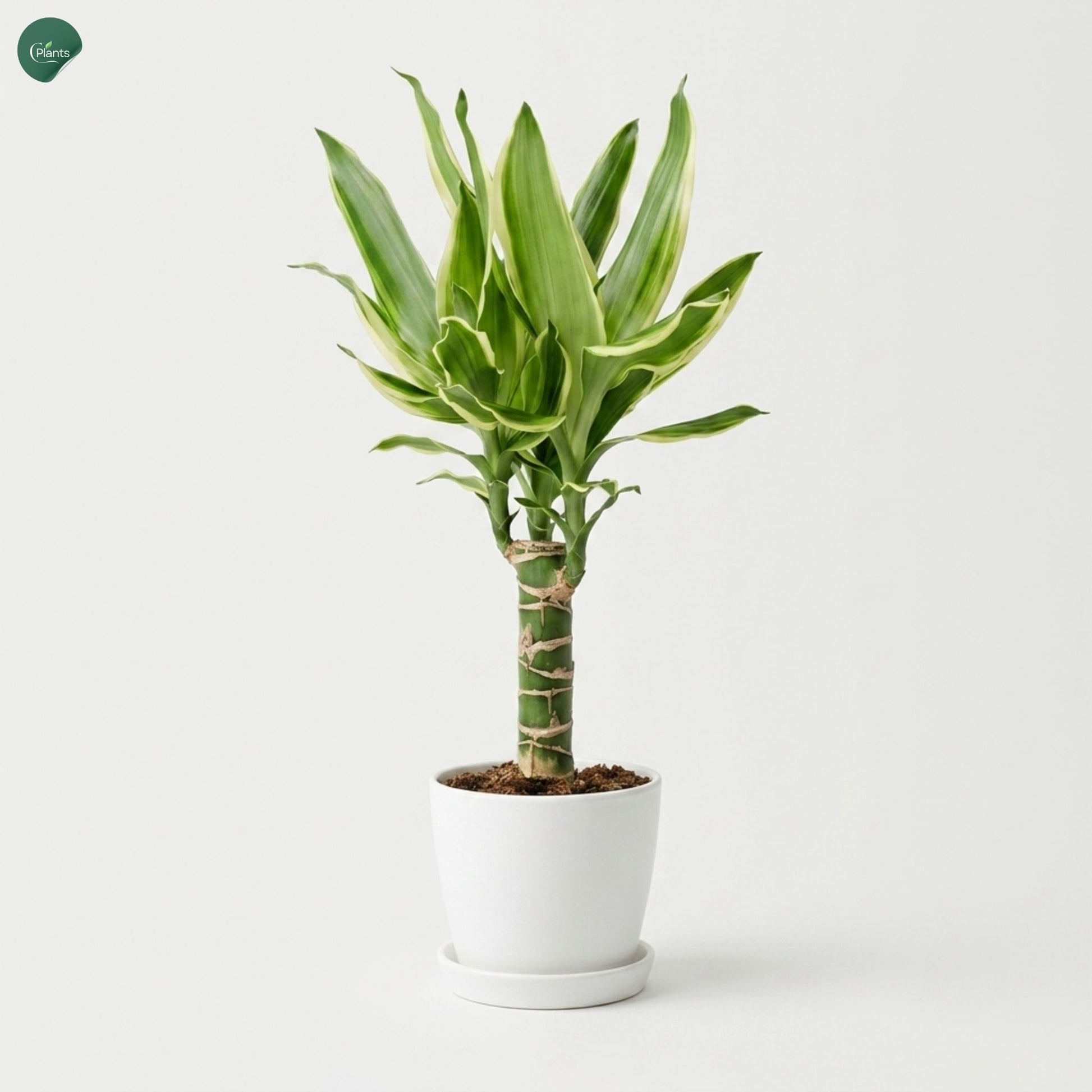 Dracaena Golden Coast air purifying plant for home 