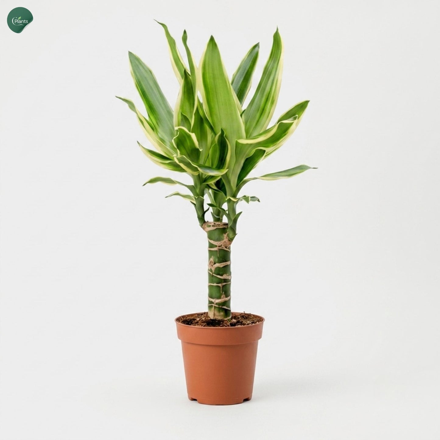 Dracaena Golden Coast 30–40cm Indoor Plant in Dubai UAE 