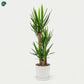 Dracaena Yucca Large Air Purifying Houseplant UAE 