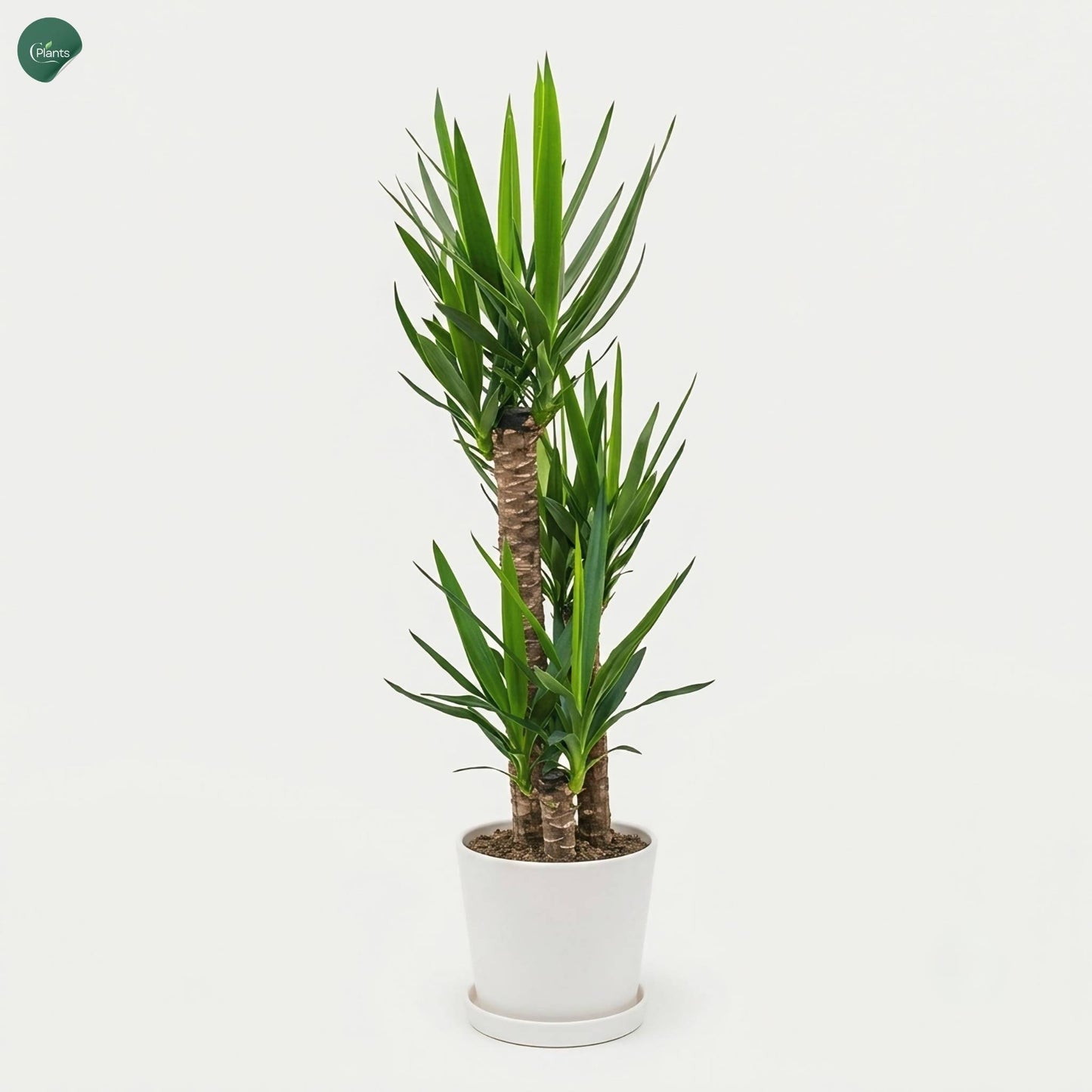 Dracaena Yucca Large Air Purifying Houseplant UAE 