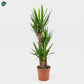 Dracaena Yucca 3PP Large Indoor Plant Dubai UAE 