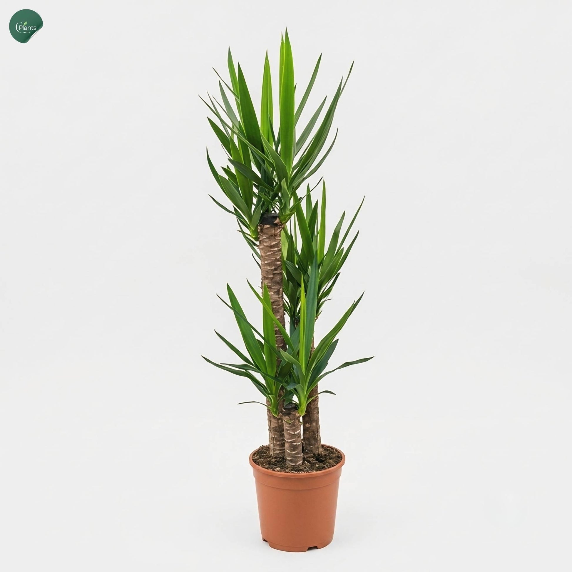 Dracaena Yucca 3PP Large Indoor Plant Dubai UAE 