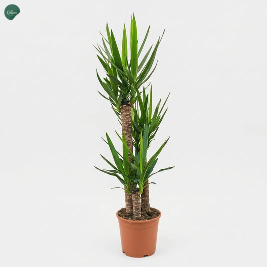 Dracaena Yucca 3PP Large Indoor Plant Dubai UAE 