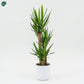 Modern Dracaena Yucca Indoor Plant for Office Reception 
