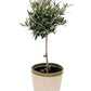 Olive Tree