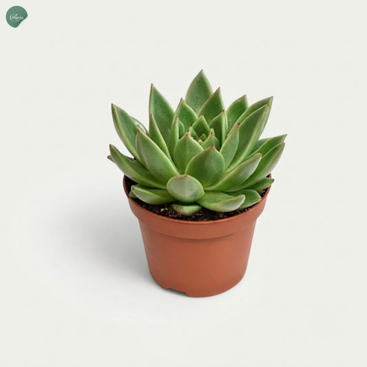 Echeveria Miranda 10CM indoor succulent plant in nursery pot Dubai UAE 