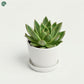 Healthy Echeveria Miranda succulent for home decoration UAE 
