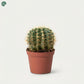 Echinocactus Grusonii 10CM Indoor Plant Dubai UAE 