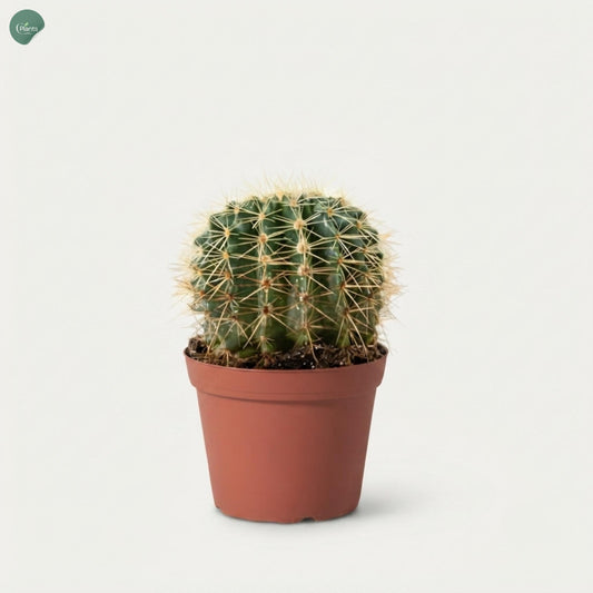 Echinocactus Grusonii 10CM Indoor Plant Dubai UAE 